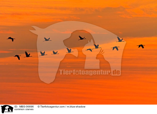 Graue Kraniche / common cranes / MBS-06896