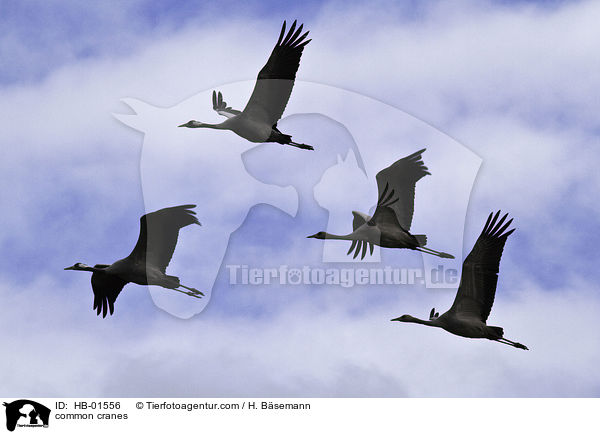 common cranes / HB-01556