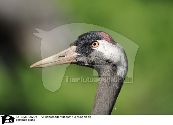Grauer Kranich / common crane / DMS-06226