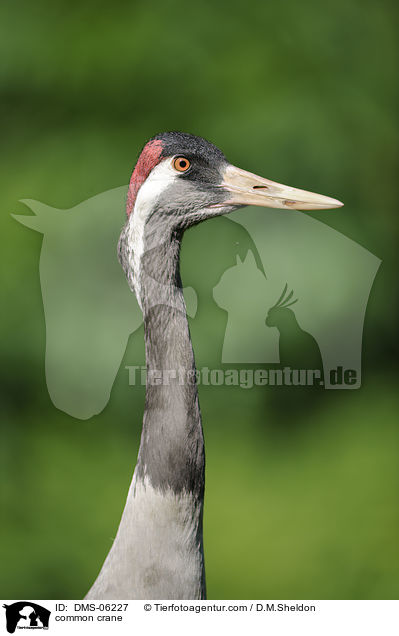 common crane / DMS-06227