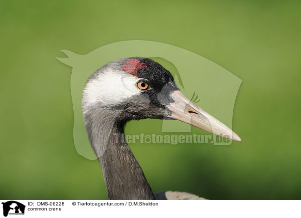 Grauer Kranich / common crane / DMS-06228