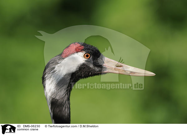 common crane / DMS-06230