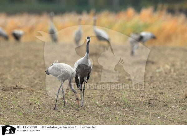 Graue Kraniche / common cranes / FF-02390