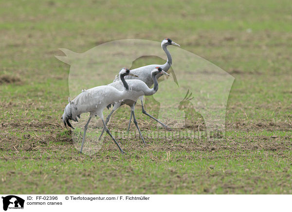 Graue Kraniche / common cranes / FF-02396