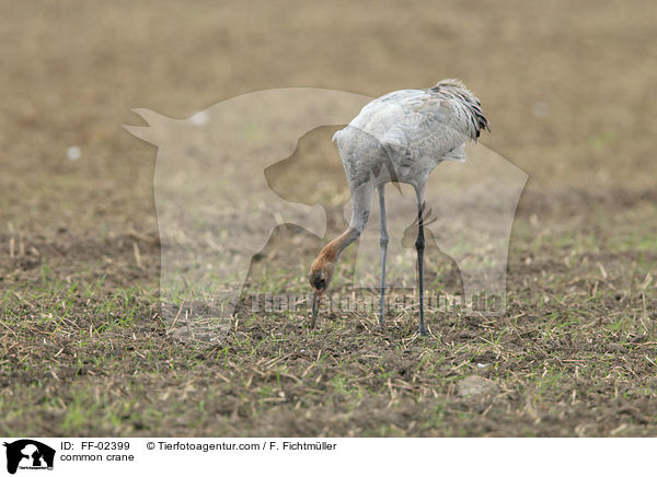 Grauer Kranich / common crane / FF-02399