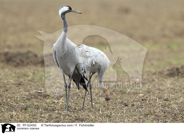common cranes / FF-02400