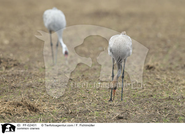 Graue Kraniche / common cranes / FF-02401