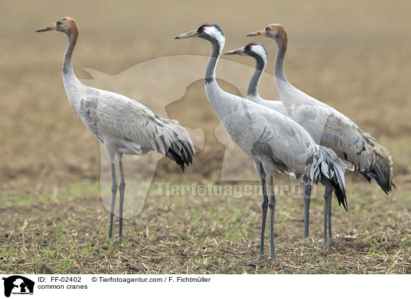 Graue Kraniche / common cranes / FF-02402