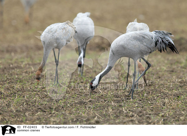 common cranes / FF-02403