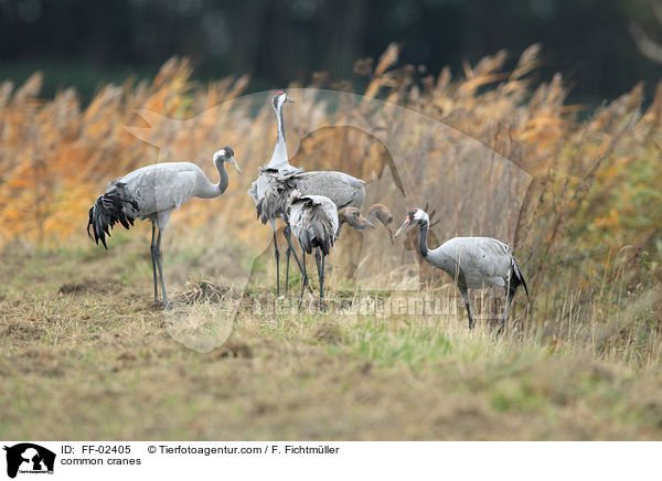 Graue Kraniche / common cranes / FF-02405