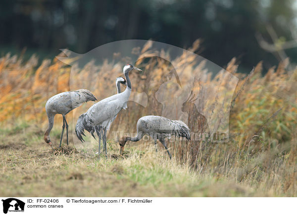 Graue Kraniche / common cranes / FF-02406