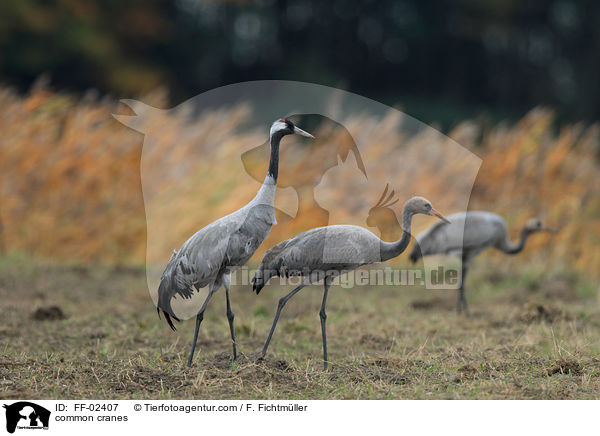 Graue Kraniche / common cranes / FF-02407