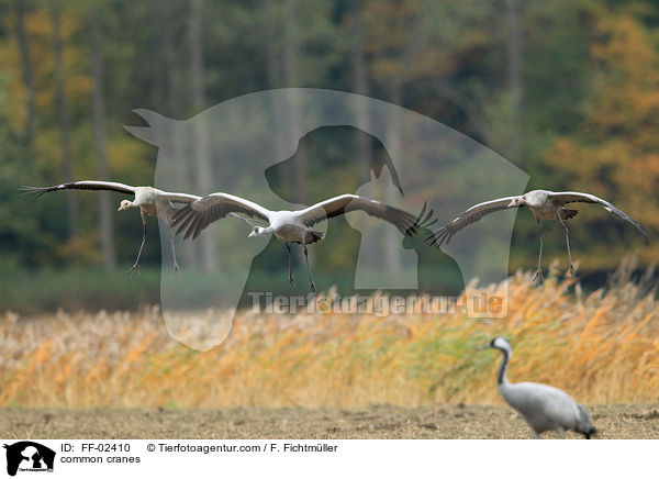 common cranes / FF-02410