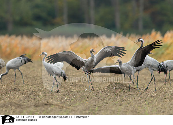common cranes / FF-02411
