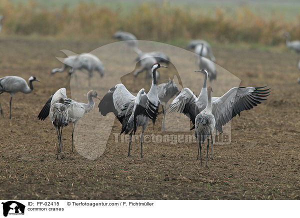 Graue Kraniche / common cranes / FF-02415