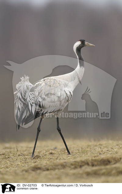 Grauer Kranich / common crane / DV-02703