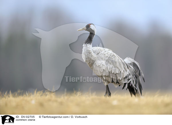 common crane / DV-02705