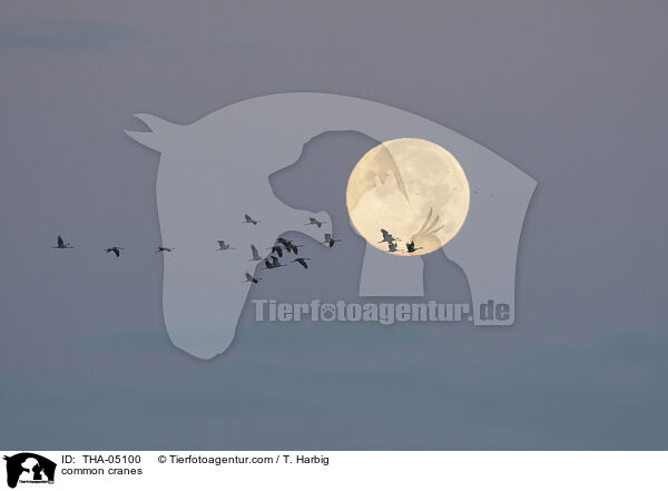 Graue Kraniche / common cranes / THA-05100