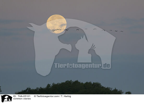 Graue Kraniche / common cranes / THA-05101