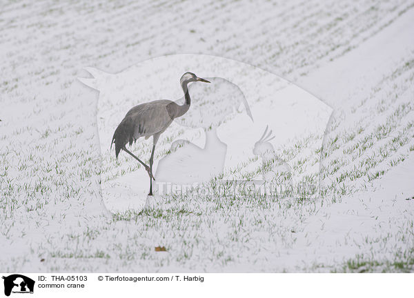 Grauer Kranich / common crane / THA-05103