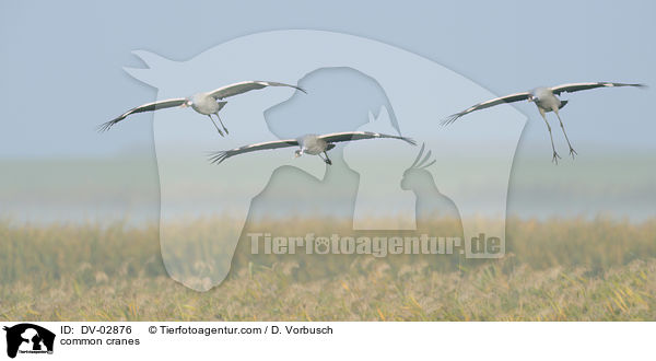 Graue Kraniche / common cranes / DV-02876