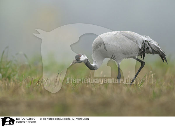 Grauer Kranich / common crane / DV-02879