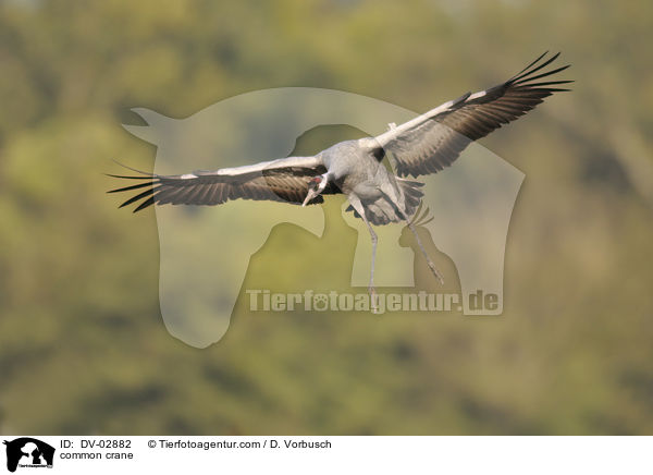 Grauer Kranich / common crane / DV-02882
