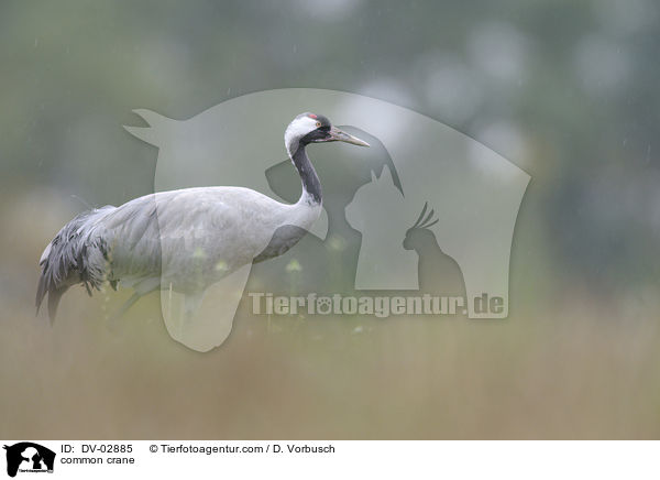 Grauer Kranich / common crane / DV-02885