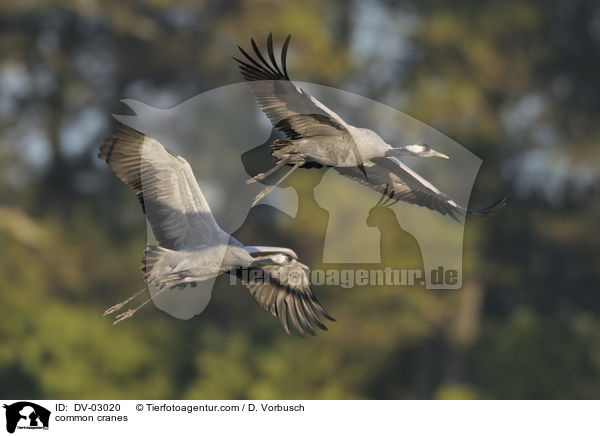 Graue Kraniche / common cranes / DV-03020
