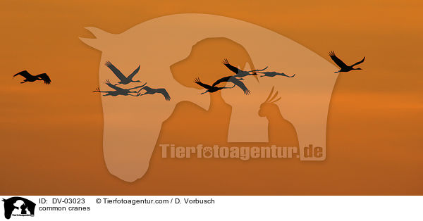 Graue Kraniche / common cranes / DV-03023