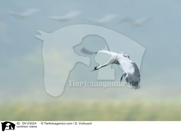 Grauer Kranich / common crane / DV-03024