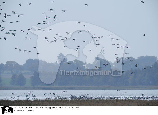 Graue Kraniche / common cranes / DV-03125
