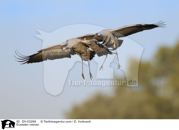 Graue Kraniche / Eurasian cranes / DV-03269