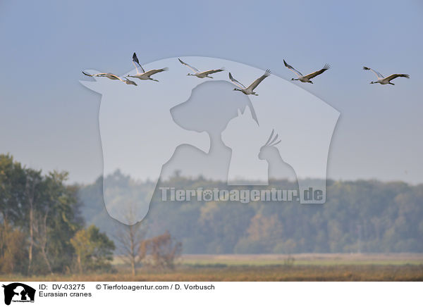 Graue Kraniche / Eurasian cranes / DV-03275