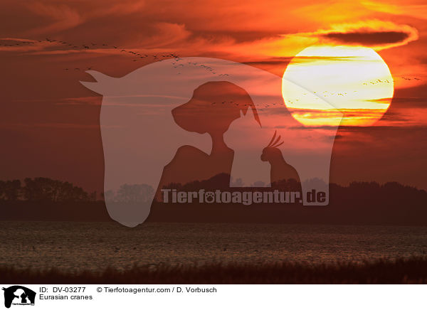 Graue Kraniche / Eurasian cranes / DV-03277