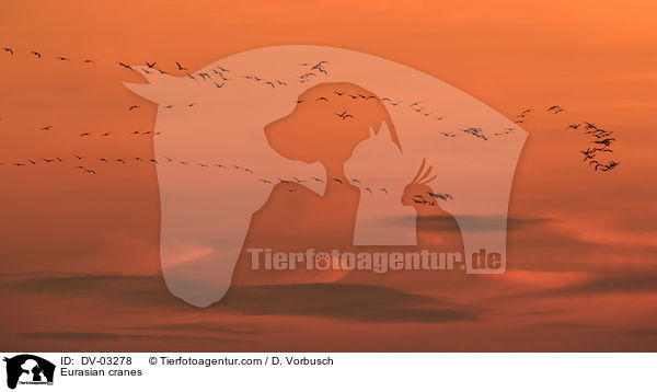 Graue Kraniche / Eurasian cranes / DV-03278