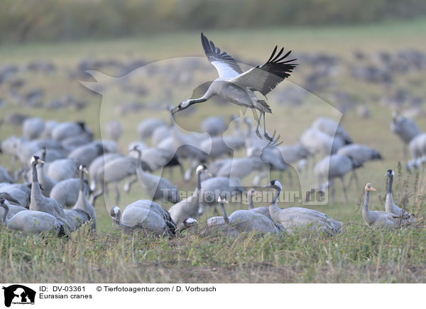 Graue Kraniche / Eurasian cranes / DV-03361