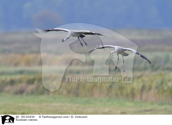Graue Kraniche / Eurasian cranes / DV-03434