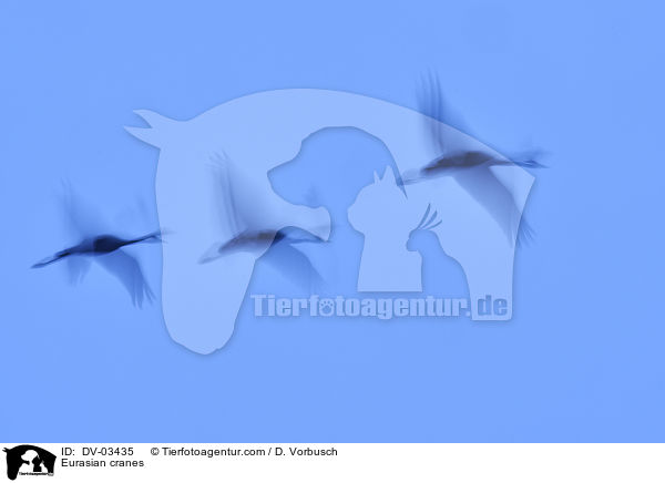 Graue Kraniche / Eurasian cranes / DV-03435