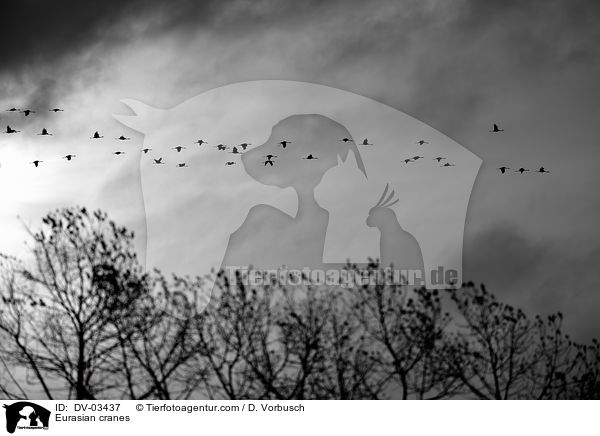 Graue Kraniche / Eurasian cranes / DV-03437