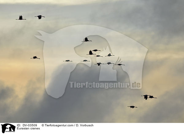 Graue Kraniche / Eurasian cranes / DV-03509