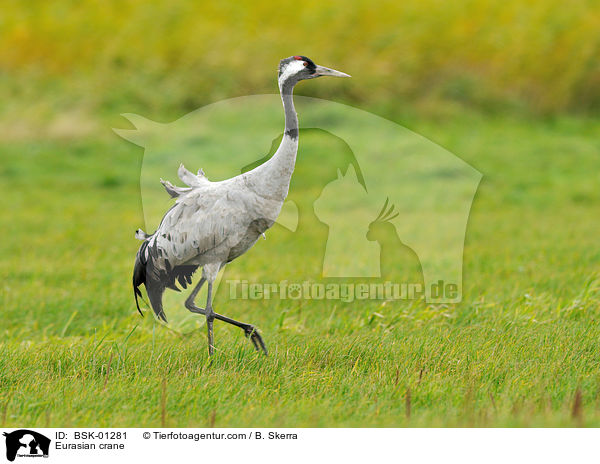 Grauer Kranich / Eurasian crane / BSK-01281