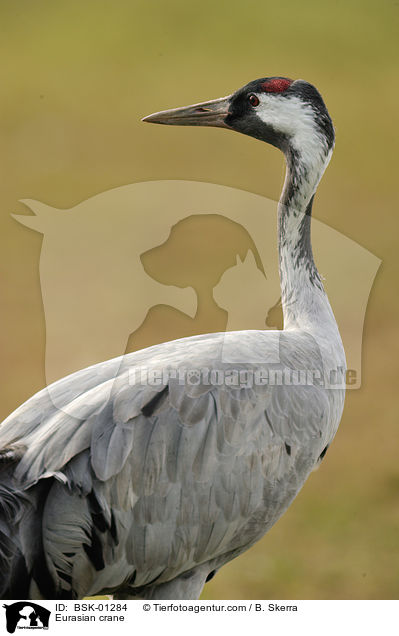 Grauer Kranich / Eurasian crane / BSK-01284