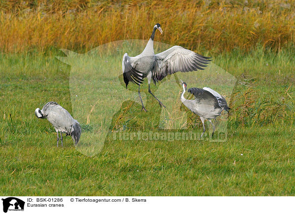 Graue Kraniche / Eurasian cranes / BSK-01286