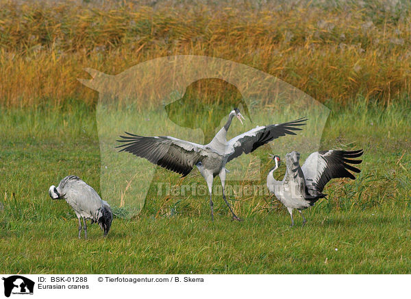 Graue Kraniche / Eurasian cranes / BSK-01288