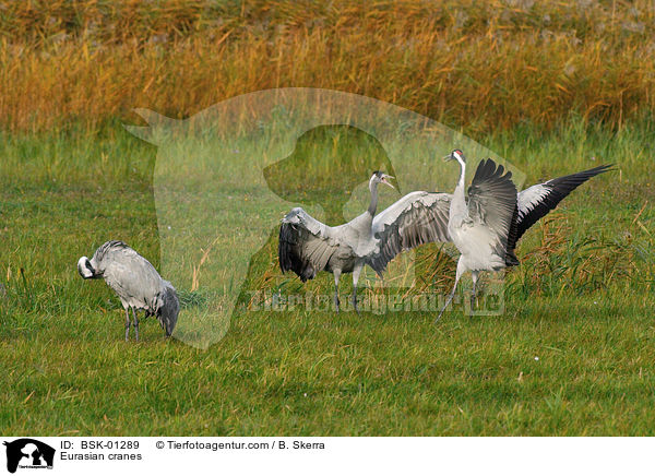 Graue Kraniche / Eurasian cranes / BSK-01289