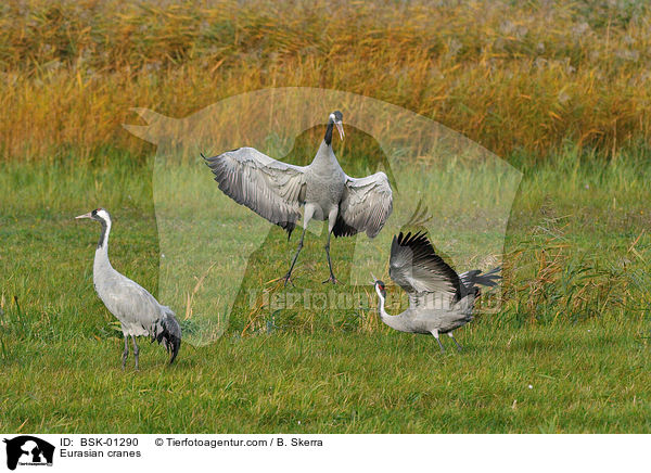 Graue Kraniche / Eurasian cranes / BSK-01290
