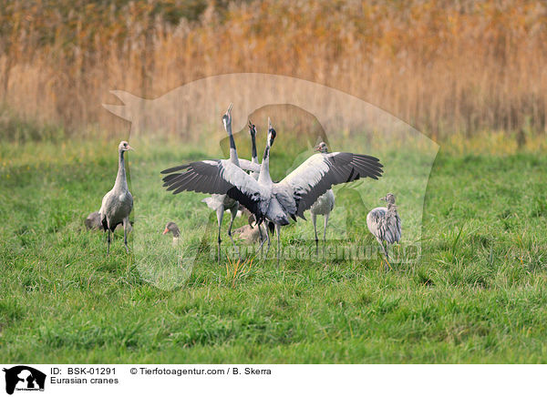 Graue Kraniche / Eurasian cranes / BSK-01291