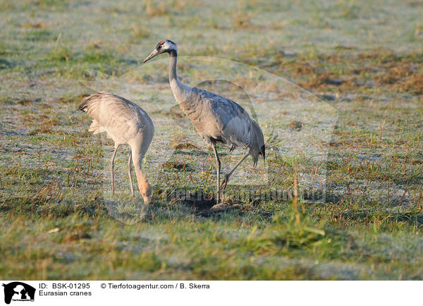 Graue Kraniche / Eurasian cranes / BSK-01295