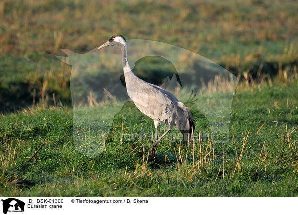 Grauer Kranich / Eurasian crane / BSK-01300
